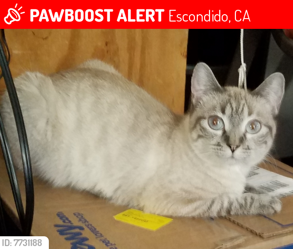 Lost Female Cat last seen west of Food For Less, Escondido, CA 92025