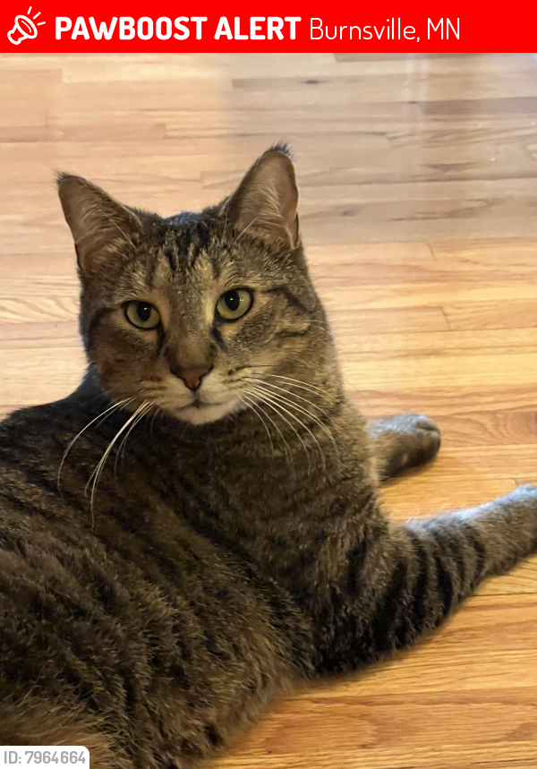 Lost Male Cat last seen Parkwood lane and Burnsville parkway , Burnsville, MN 55337