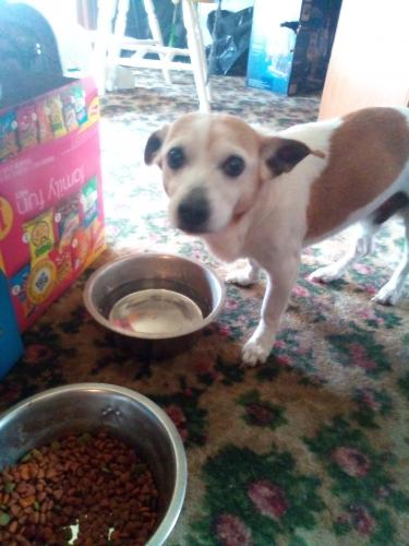 Found/Stray Male Dog last seen Found on Apperson Way and East Taylor in Kokomo, IN, Kokomo, IN 46901