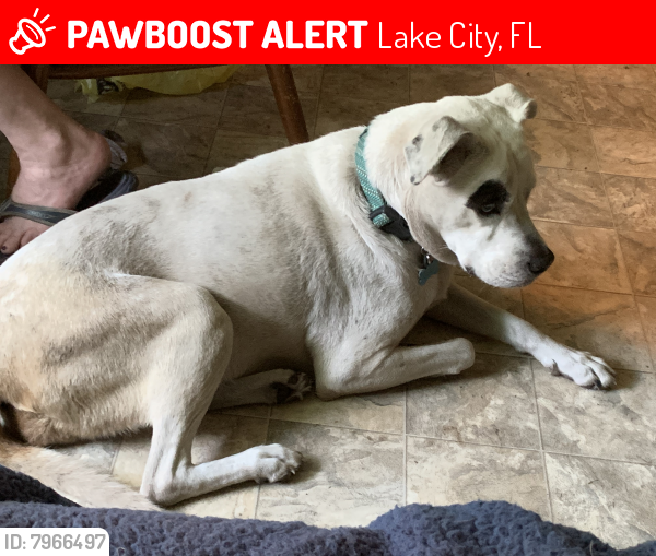 Lost Female Dog last seen Near NE double run rd , Lake City, FL 32055