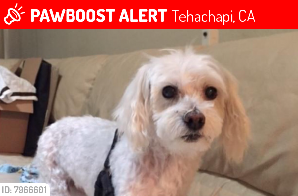Lost Female Dog last seen Shannon Court and St. Andrews Dr, Tehachapi, CA 93561