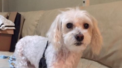 Lost Female Dog last seen Shannon Court and St. Andrews Dr, Tehachapi, CA 93561