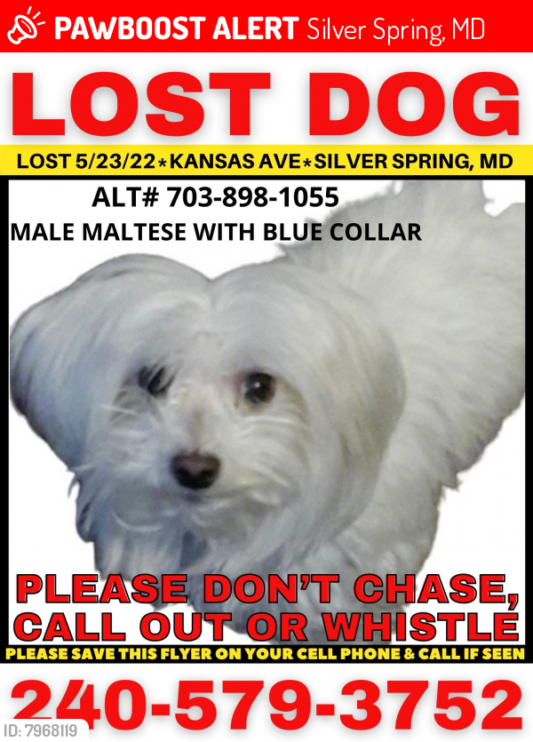 Lost Male Dog last seen Kansas Ave, Silver Spring Md, Silver Spring, MD 20910