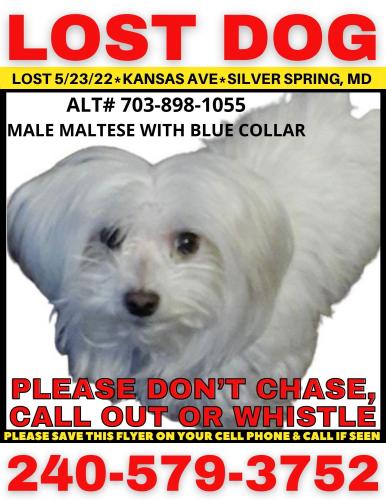 Lost Male Dog last seen Kansas Ave, Silver Spring Md, Silver Spring, MD 20910