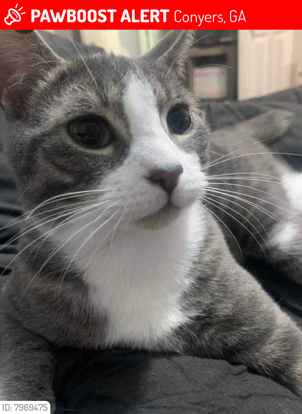 Lost Male Cat last seen Fieldstone Estates, Conyers, GA 30013