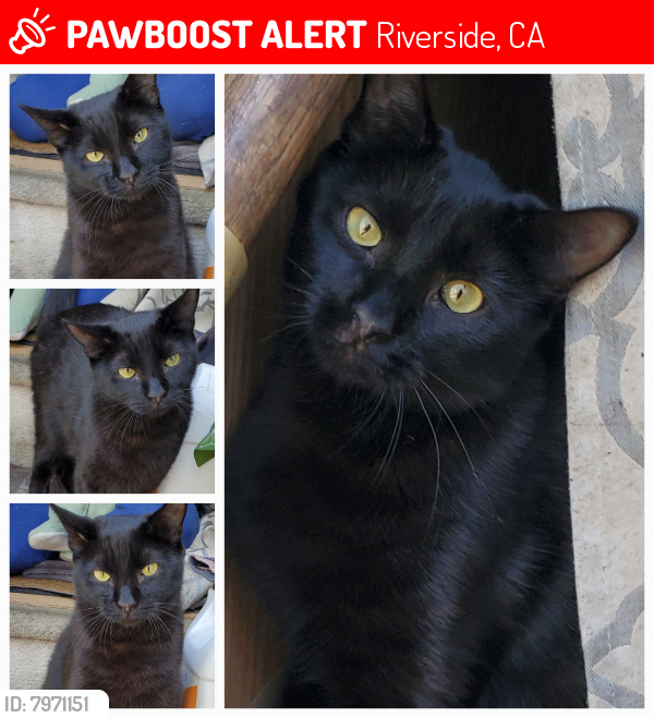 Lost Male Cat last seen Agate Park, Riverside, CA 92509