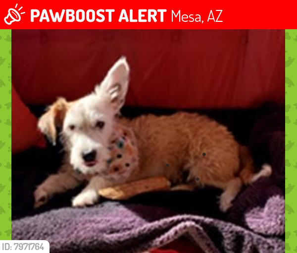 Lost Male Dog last seen Dobson & Guadalupe , Mesa, AZ 85202