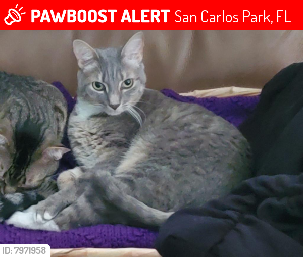 Lost Male Cat last seen Fern, Fushia, Columbine and Huckleberry , San Carlos Park, FL 33967