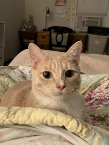Lost Male Cat last seen Surf Ave , Milford, CT 06460