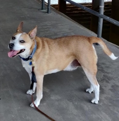Lost Male Dog last seen 31.799917, -96.565056, Tehuacana, TX 76686