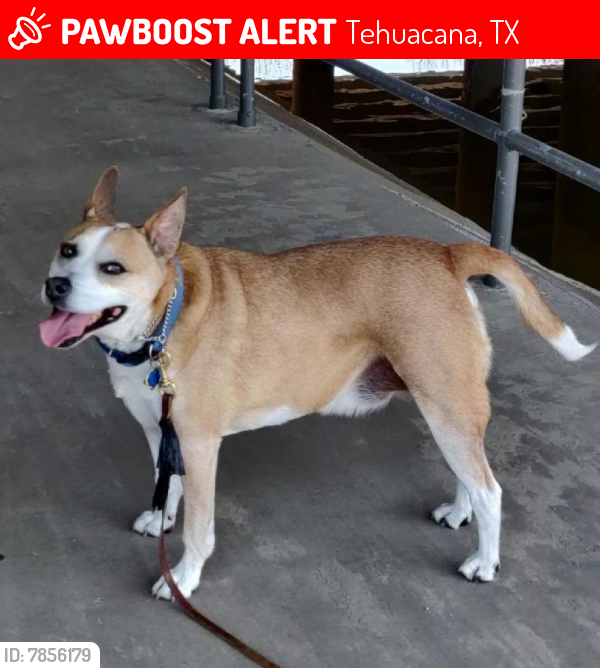 Lost Male Dog last seen 31.799917, -96.565056, Tehuacana, TX 76686