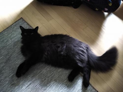 Found/Stray Male Cat last seen Twin lakes golf course, Palatine, IL 60078