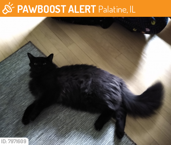 Found/Stray Male Cat last seen Twin lakes golf course, Palatine, IL 60078
