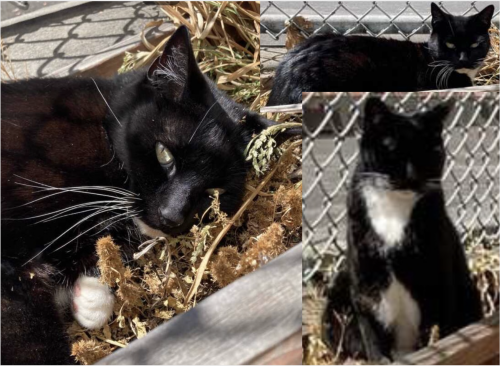 Lost Male Cat last seen Near Palm Ave, block of Arguello Blvd, Geary Ave, Euclid Ave - right next to Roosevelt Middle School, San Francisco, CA 94118