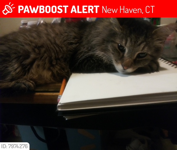 Lost Male Cat last seen South Genesee, New Haven, CT 06515