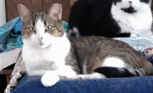 Lost Female Cat last seen Main St./Lincoln, West Dundee, IL 60118