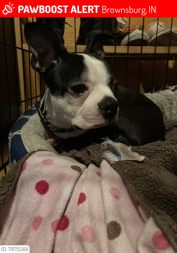 Lost Male Dog in Brownsburg, IN 46112 Named Rowdy (ID 7975560) PawBoost