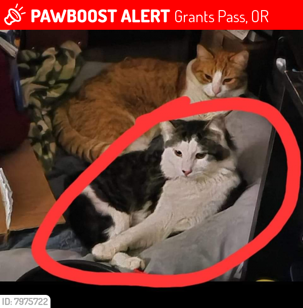 Lost Male Cat last seen Ne View drive, Grants Pass, OR 97526
