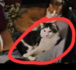 Lost Male Cat last seen Ne View drive, Grants Pass, OR 97526