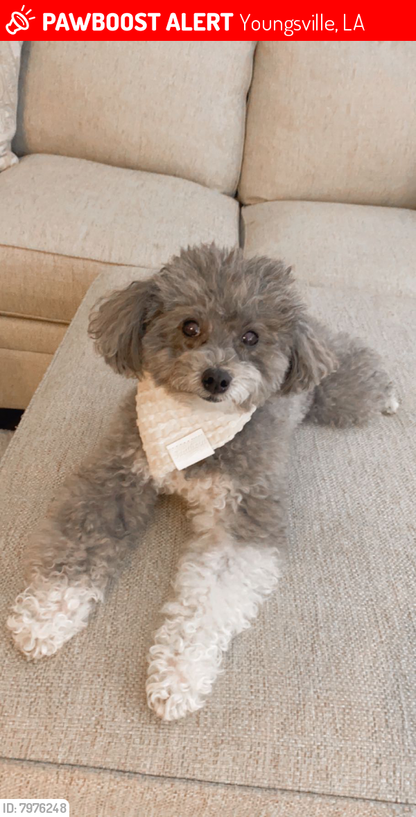 Youngsville, LA Lost Female Dog, Lucy Is Missing PawBoost