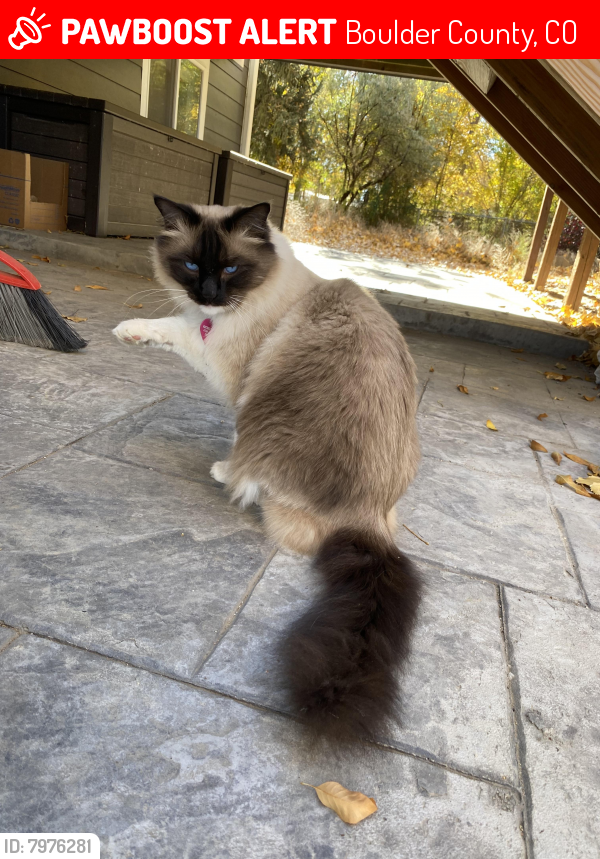Lost Male Cat last seen random ct / random way Lafayette co, Boulder County, CO 80026