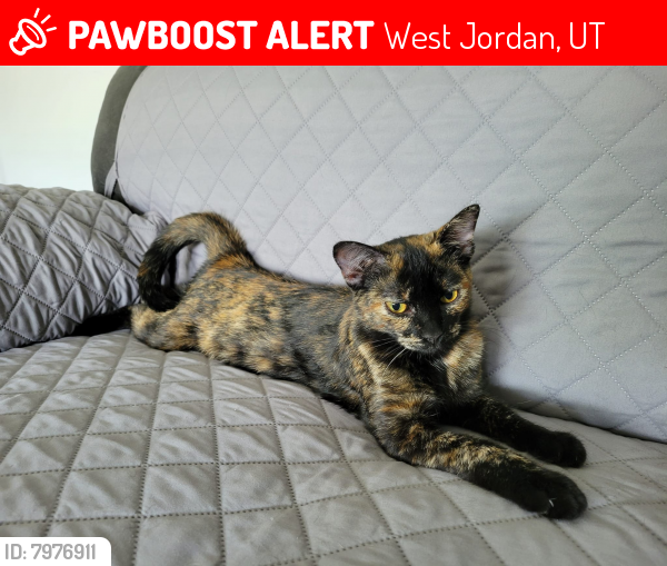 Lost Female Cat last seen Cyclamen Drive and Saguaro Drive in West Jordan Utah, West Jordan, UT 84081