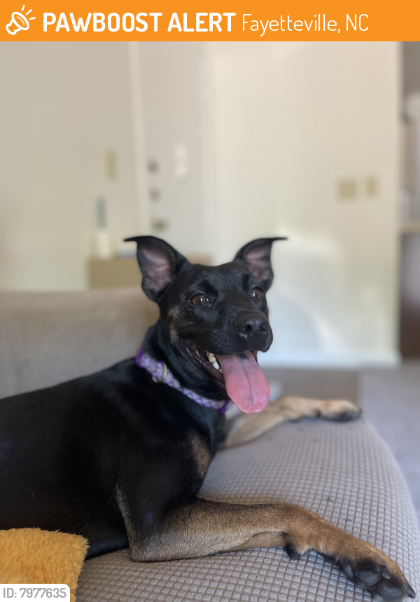 Rehomed Female Dog last seen Bailey lake dog park, Fayetteville, NC 28304