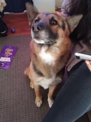Reunited Male Dog last seen Pio Pico Middle School, Los Angeles, CA 90019