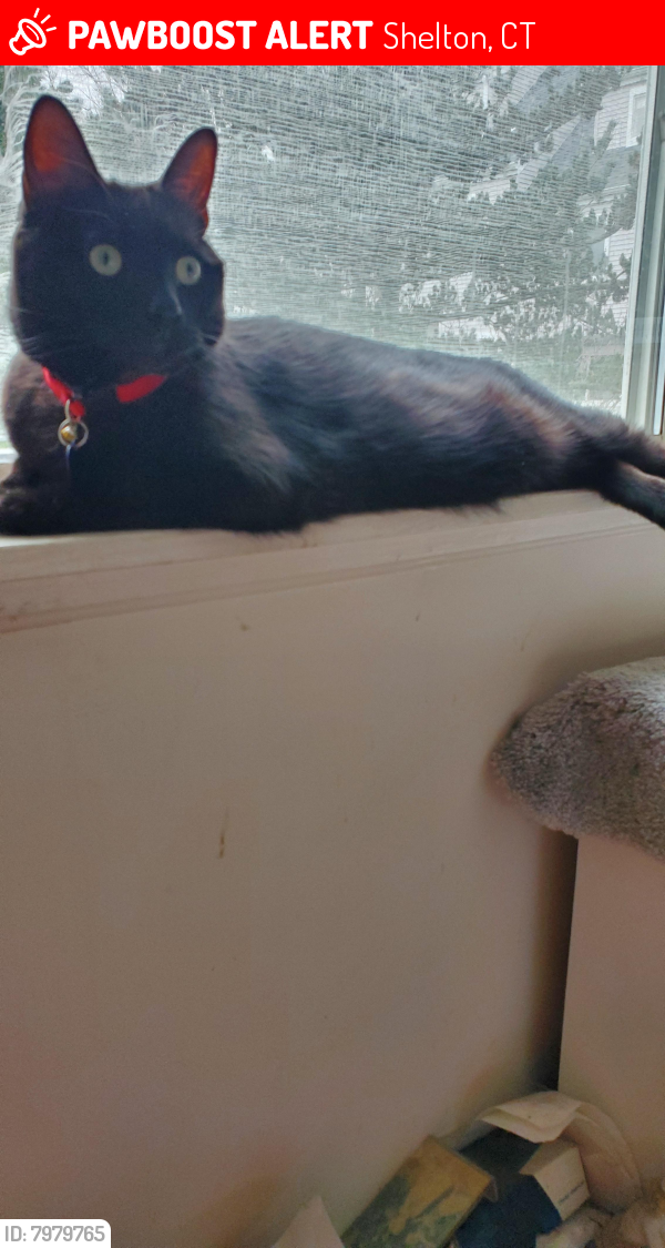 Lost Male Cat last seen Country Place, Shelton,Ct, Shelton, CT 06484