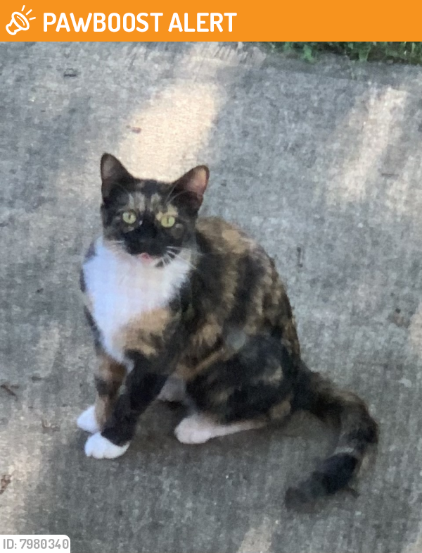 Found/Stray Unknown Cat last seen Folsom Ave. and Northridge street, Huntington Station, NY 11746