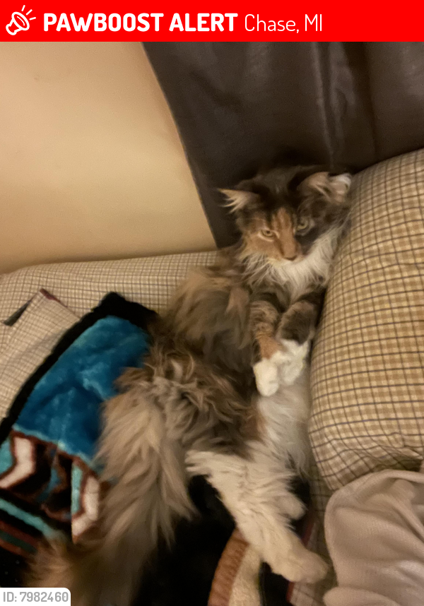 Lost Female Cat last seen 56th St and Nelson, Chase, MI 49623