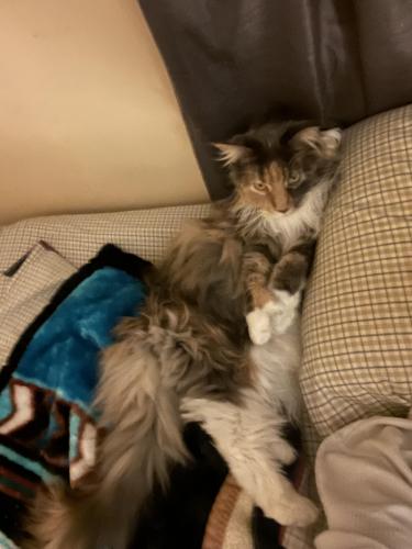 Lost Female Cat last seen 56th St and Nelson, Chase, MI 49623