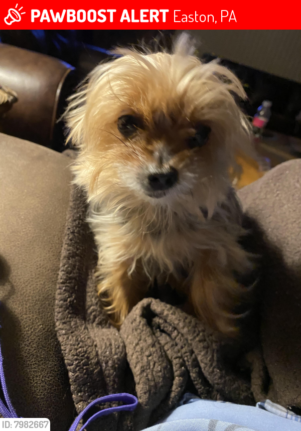 Lost Female Dog last seen By CMG contractors office , Easton, PA 18042