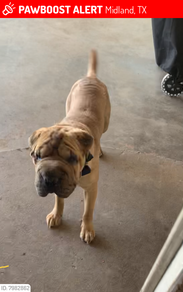 Lost Male Dog in Midland, TX 79703 Named Balboa (ID 7982862) PawBoost
