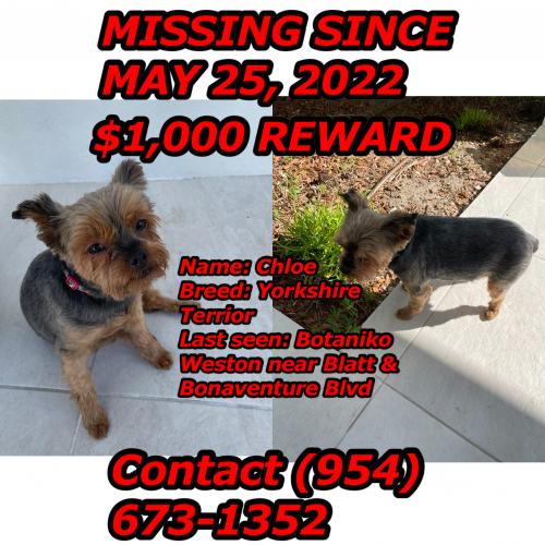 Lost Female Dog last seen Blatt blvd, Weston, FL 33326
