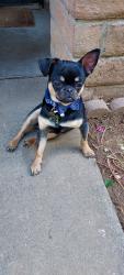 Lost Male Dog last seen West El Camino yes, Sacramento, CA 95833