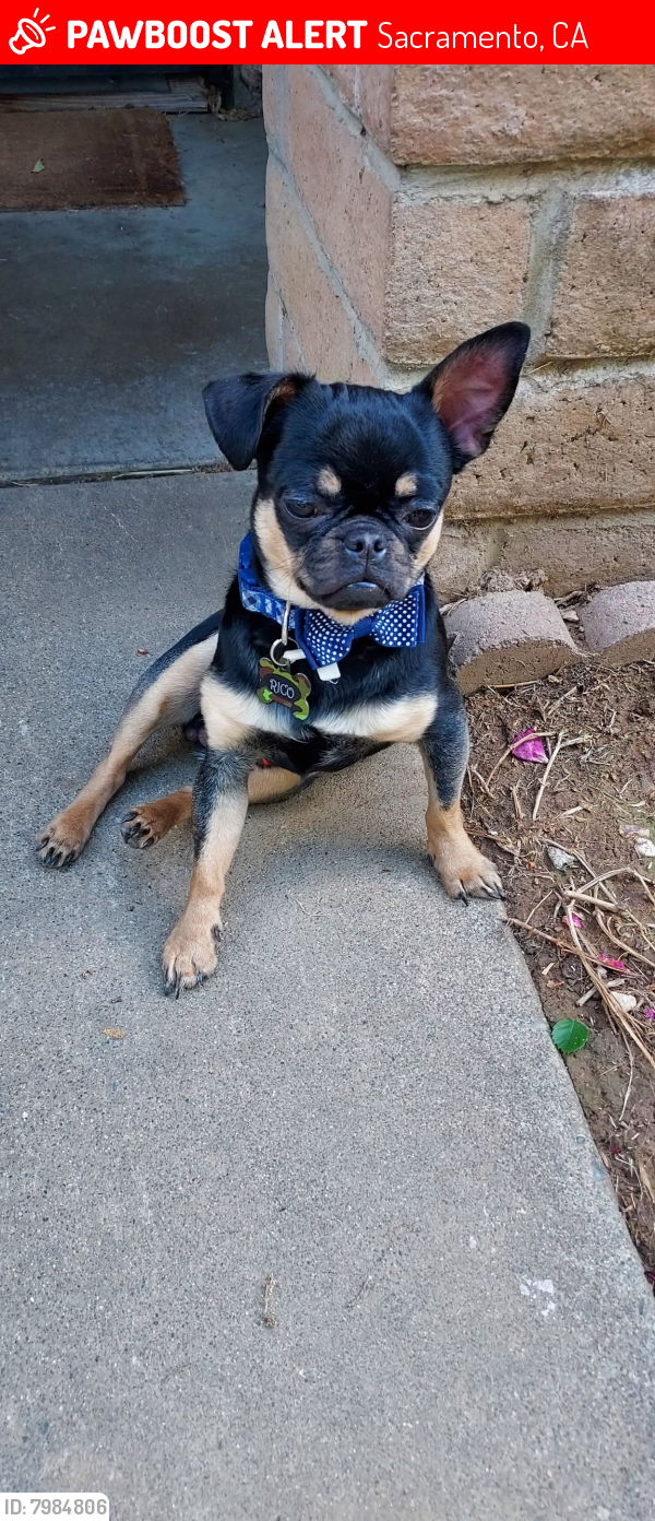 Lost Male Dog last seen West El Camino yes, Sacramento, CA 95833