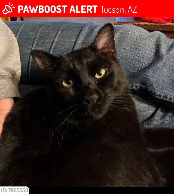 Lost Male Cat last seen 22nd/Kolb, Tucson, AZ 85710