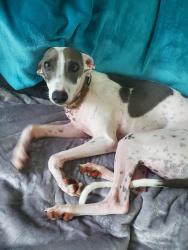 Lost Male Dog last seen Crystal Lake , Nunda Township, IL 60012