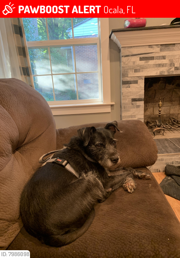 Lost Male Dog in Ocala, FL 34471 Named Buddy (ID 7986098) PawBoost