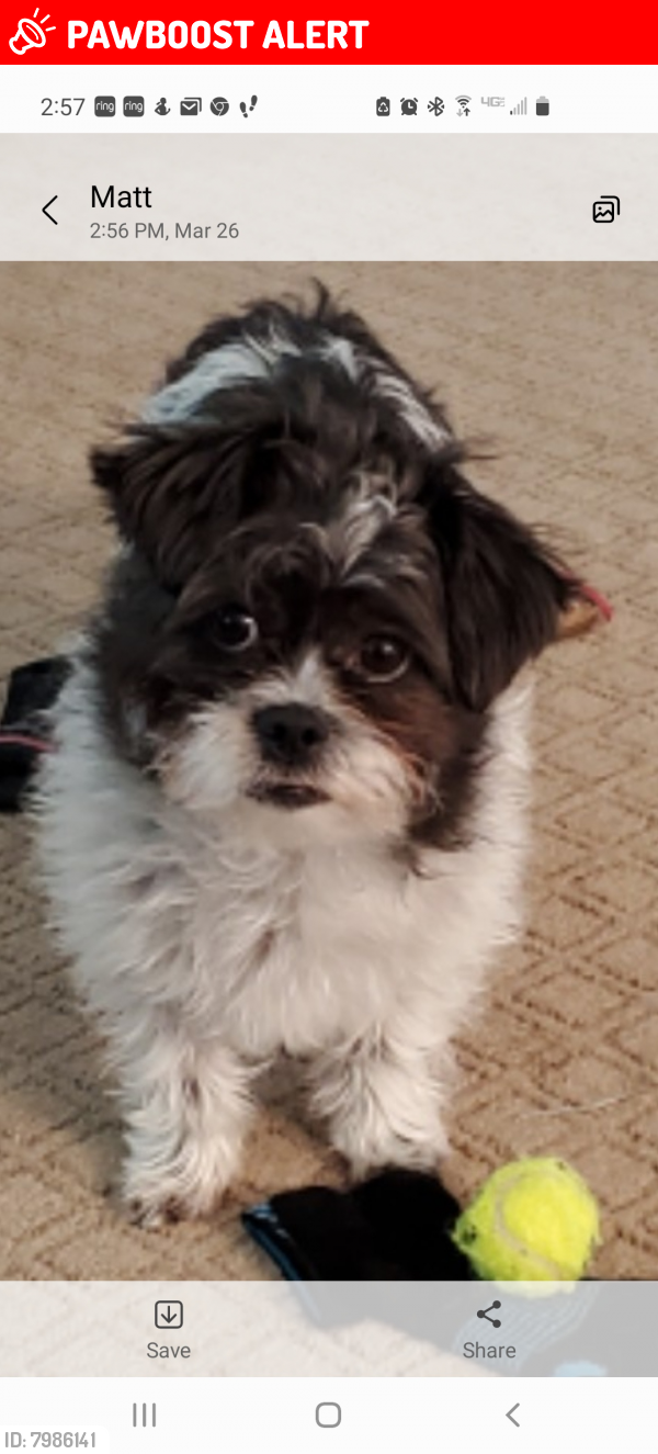 Lost Female Dog in Apache Junction, AZ 85119 Named Lily (ID 7986141