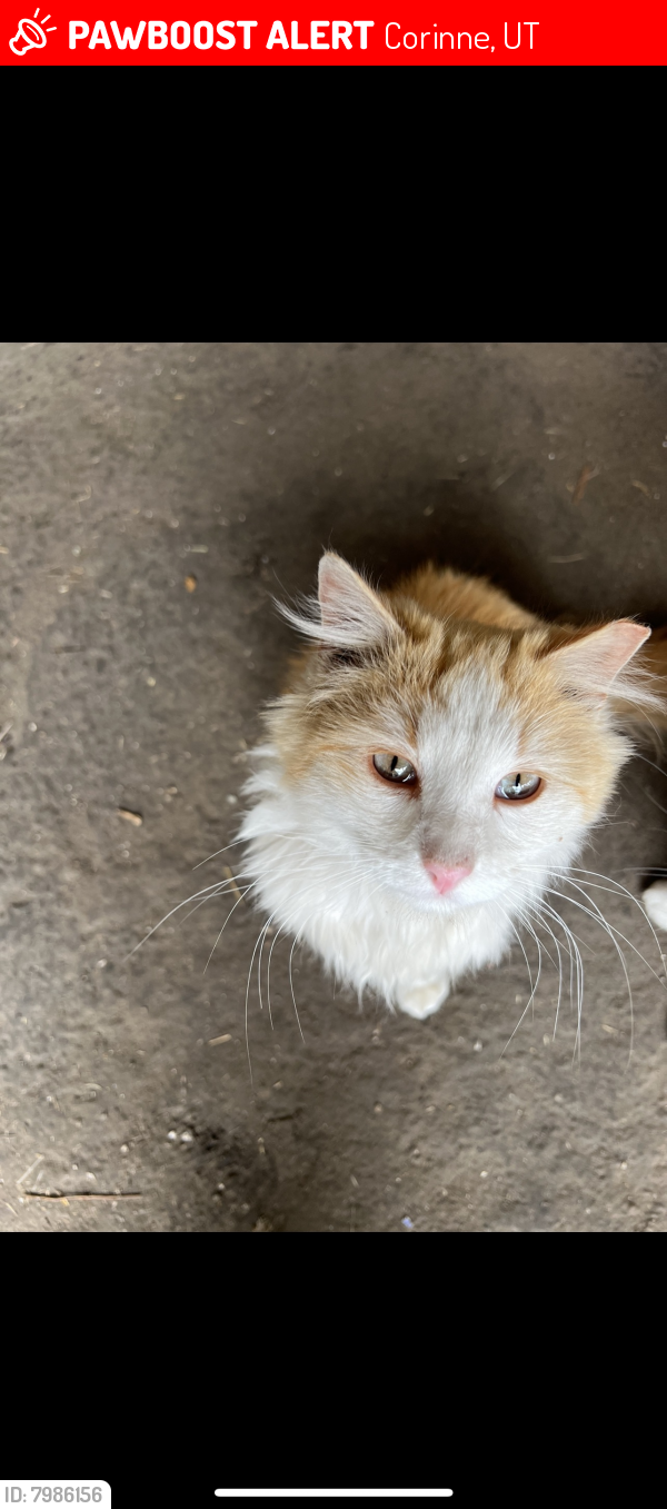 Corinne, UT Lost Male Cat, Dobby Is Missing PawBoost
