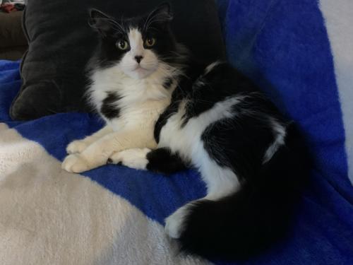 Lost Male Cat last seen Sanchez Dr. and Foxchase Dr., San Jose, CA 95123