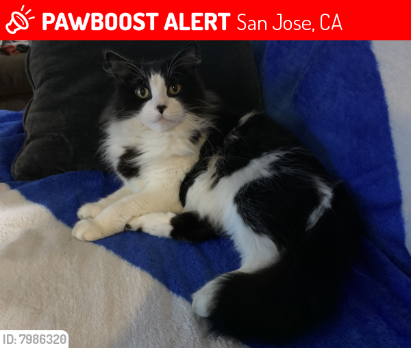 Lost Male Cat last seen Sanchez Dr. and Foxchase Dr., San Jose, CA 95123