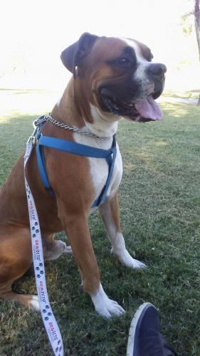 Lost Male Dog last seen 32nd street and Roosevelt , Phoenix, AZ 85008