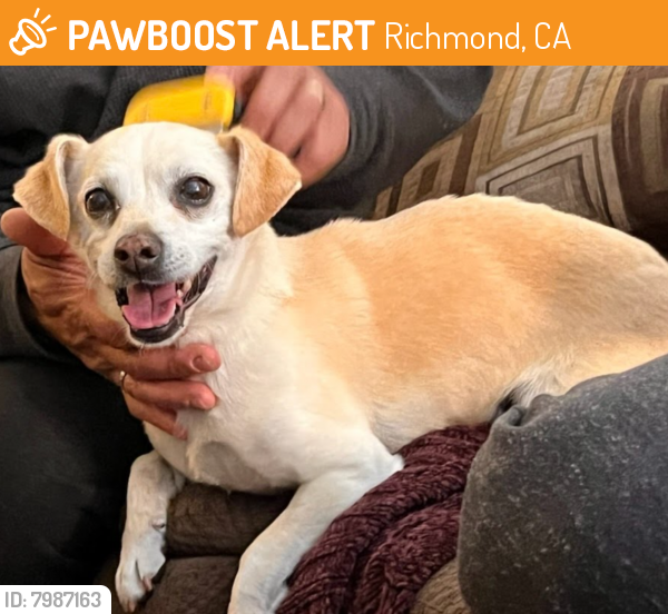 Found/Stray Male Dog last seen Parkridge Dr. & Wood Glen Dr, Richmond, CA 94808