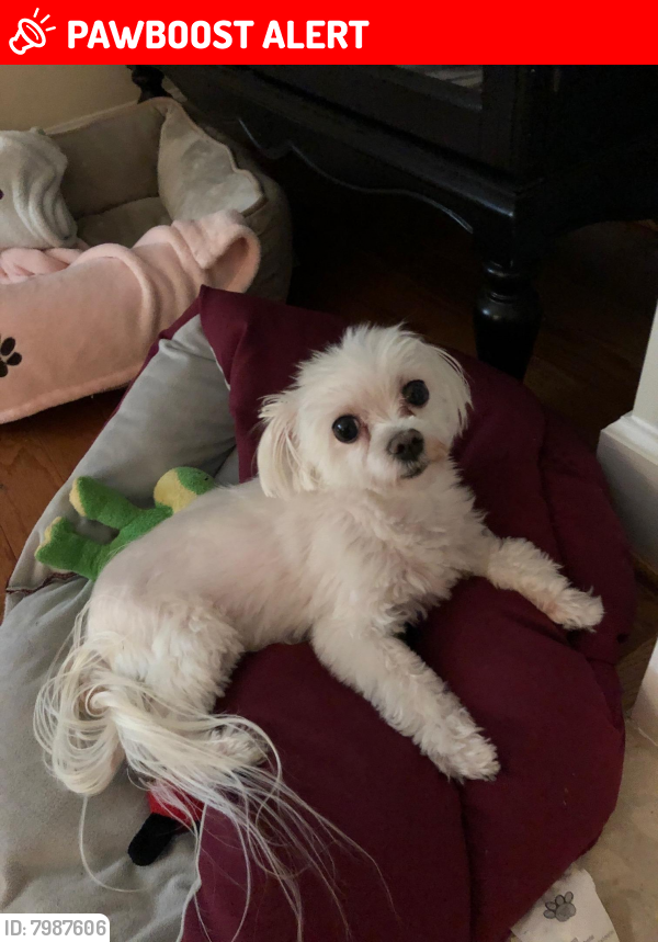 Lost Female Dog last seen 39th Pl., Webster St., Volta Ave., 39th St., around the small park, North Brentwood, MD 20722