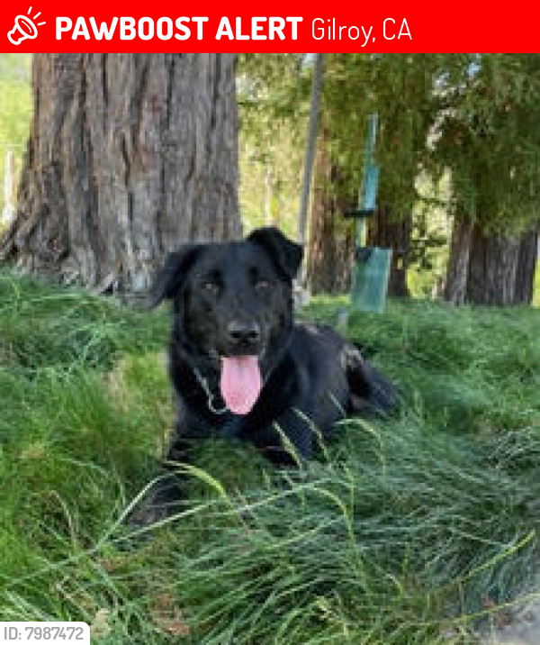 Lost Female Dog last seen Near Day Road W, Gilroy, CA 95020