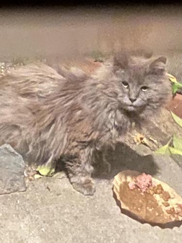 Found/Stray Unknown Cat last seen Park boulevard , Oakland, CA 94610