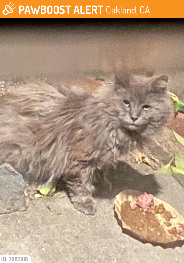Found/Stray Unknown Cat last seen Park boulevard , Oakland, CA 94610